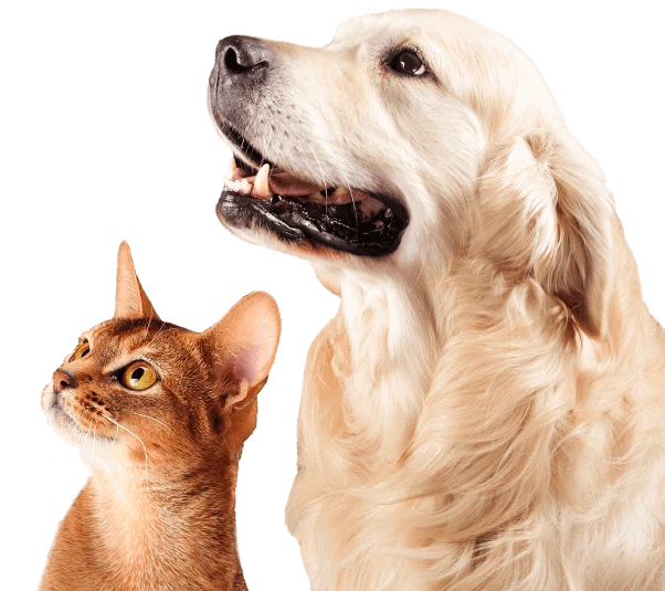 Doctor with dog