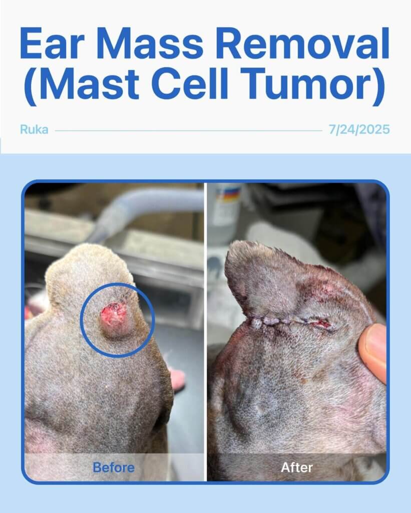 Mast Cell Tumor Removal – Ruka - Lee Animal Hospital
