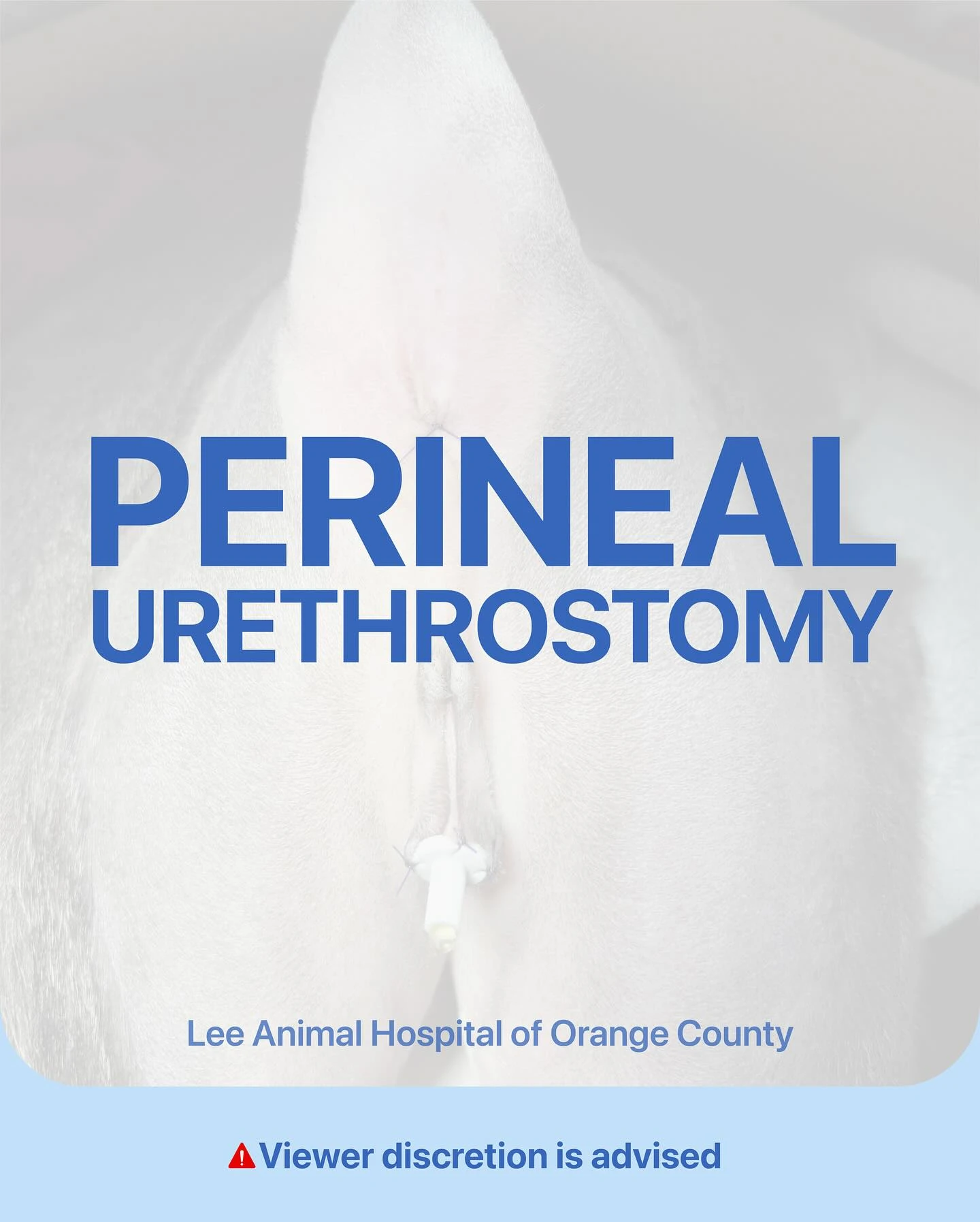 Perineal Urethrostomy – Cosmo