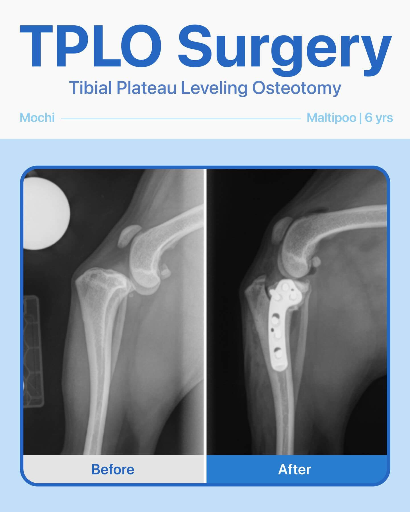 TPLO Surgery – Mochi  