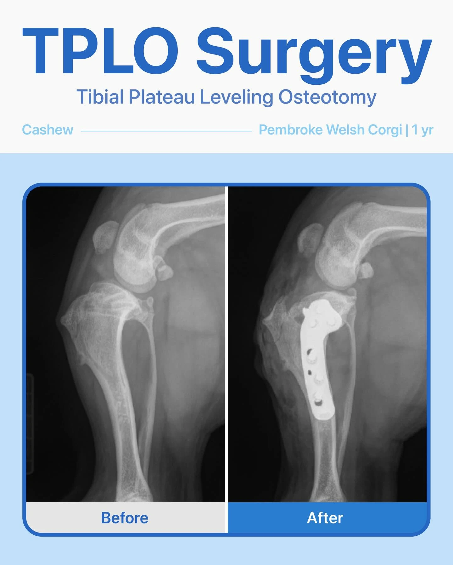 TPLO Surgery – Cashew