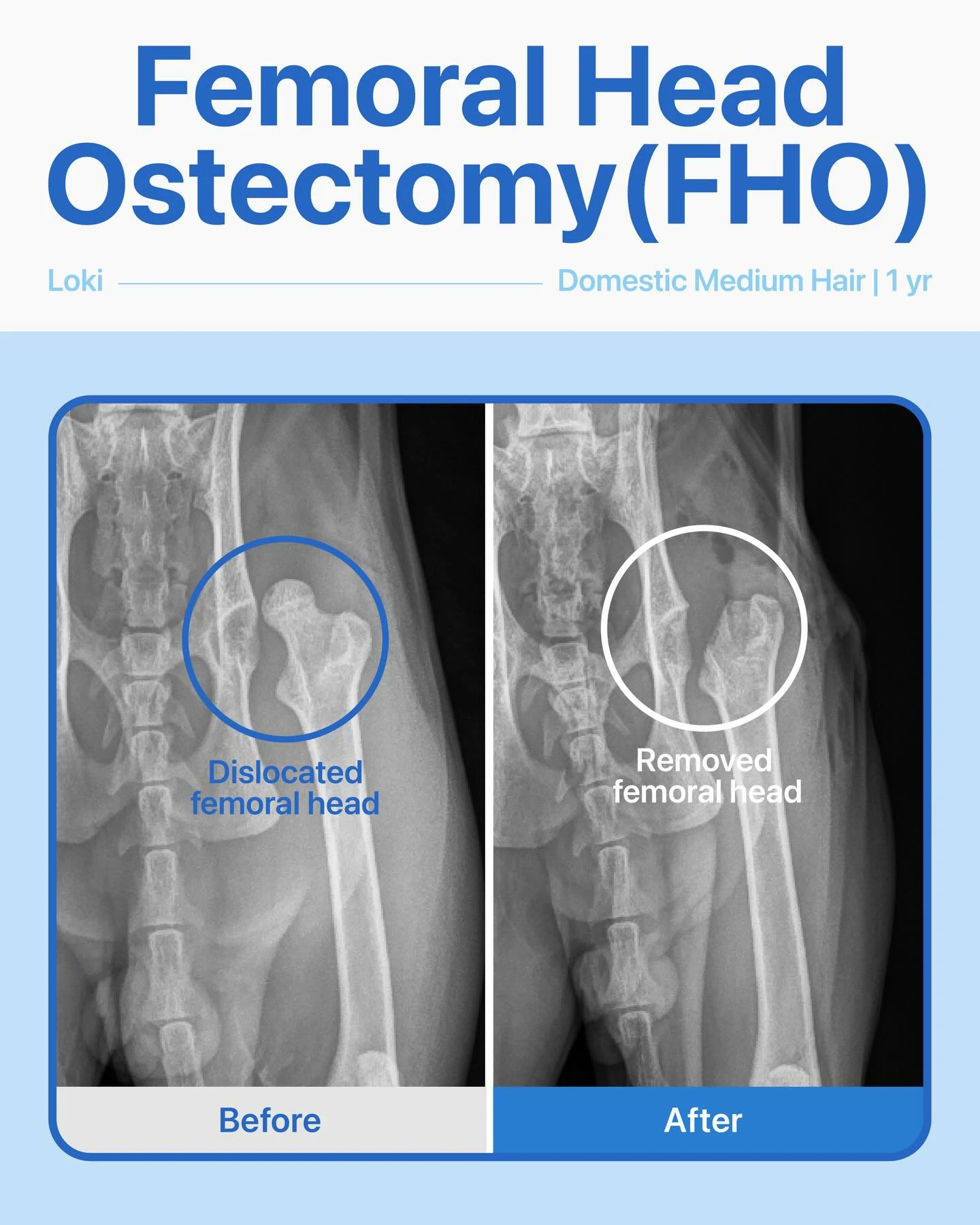 Femoral Head Ostectomy – Loki  