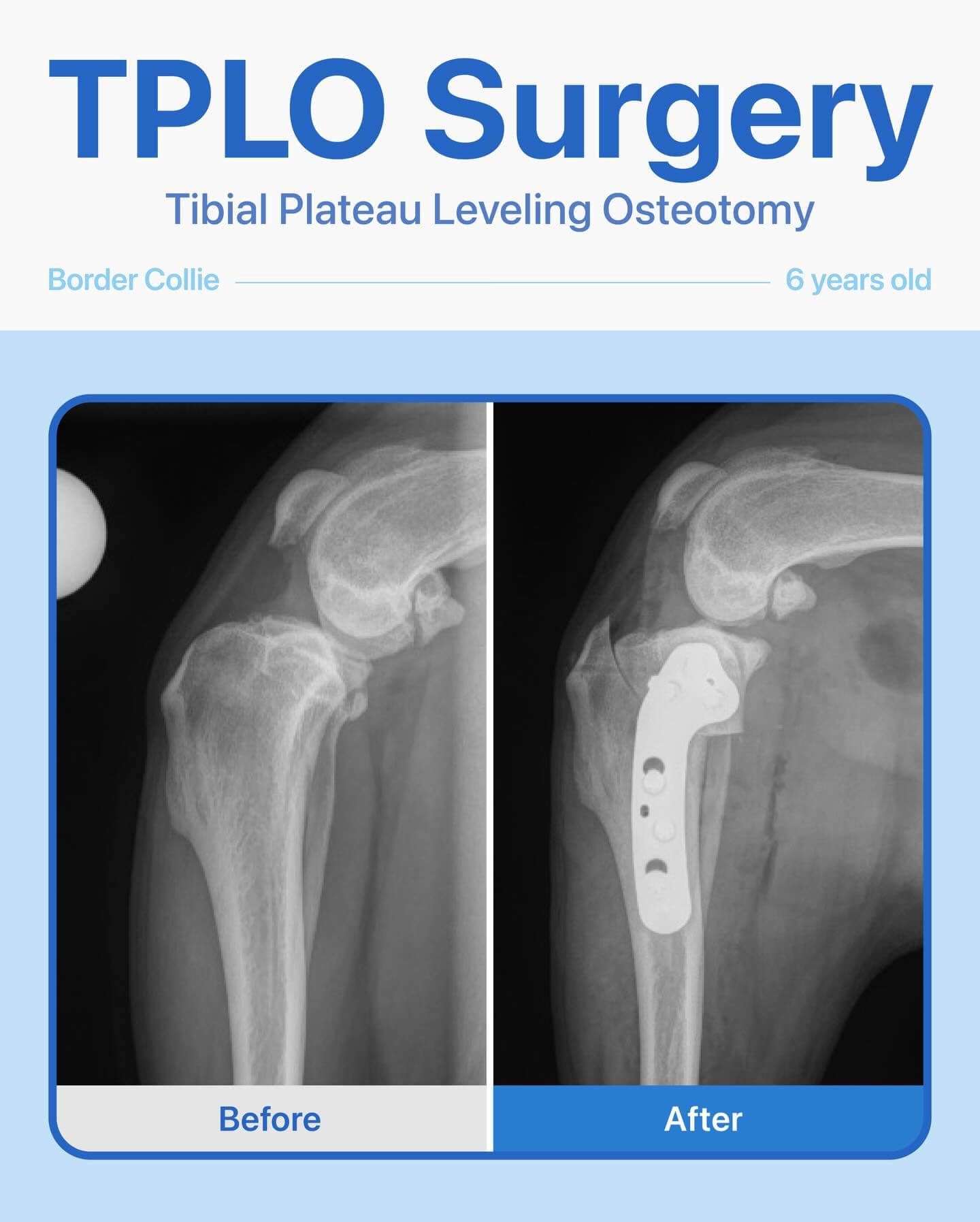 TPLO – Border Collie