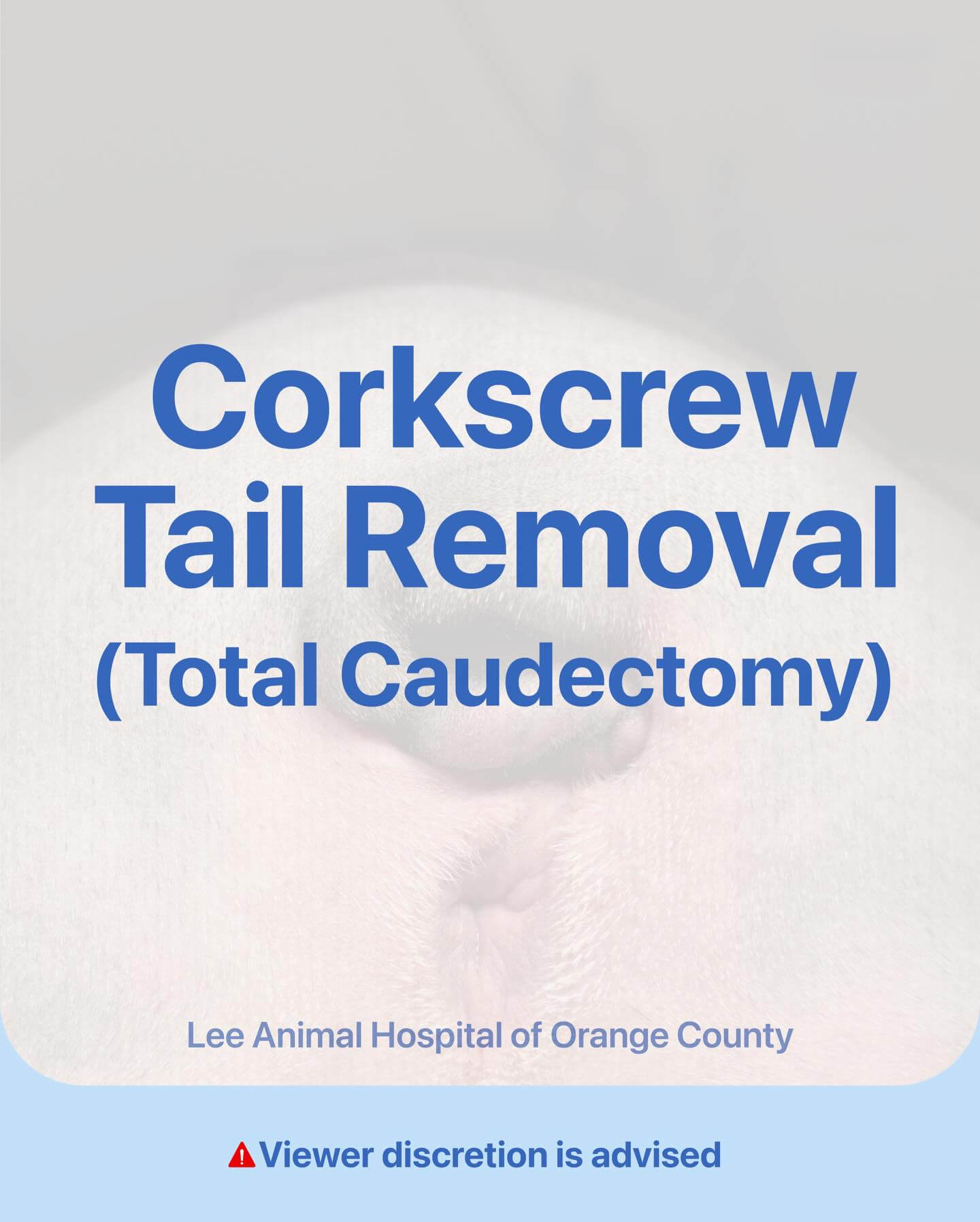 Corkskrew Tail Removal – Frenchie