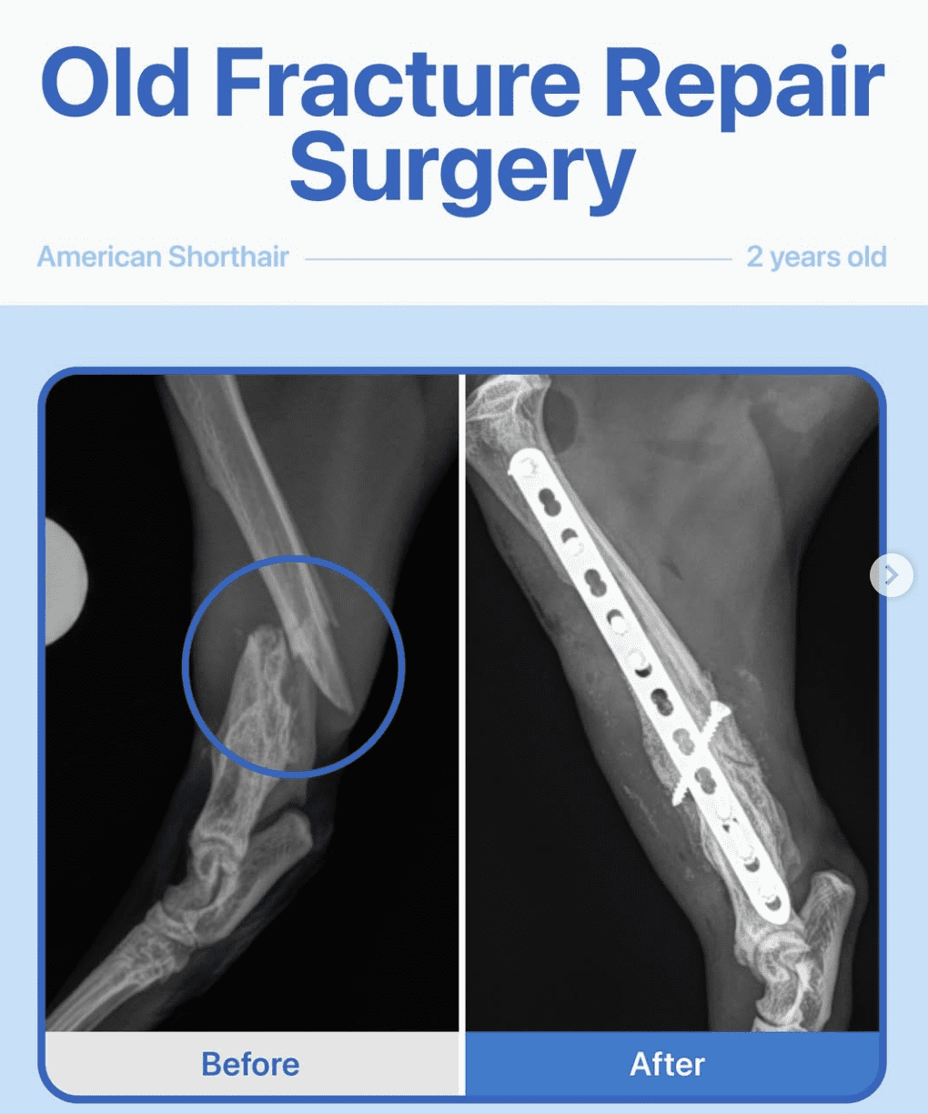 Fracture Repair – American Shorthair Cat