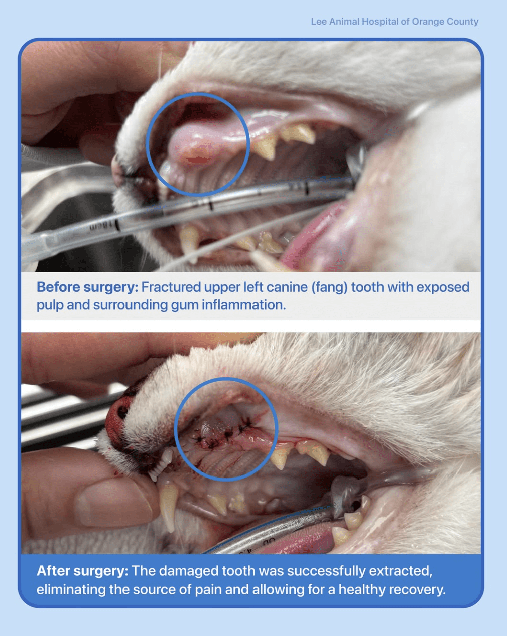Dental Extraction – Siamese
