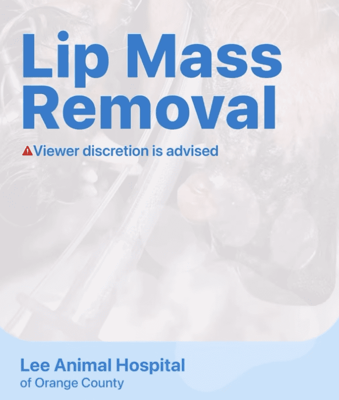 Mass Removal – Terrier