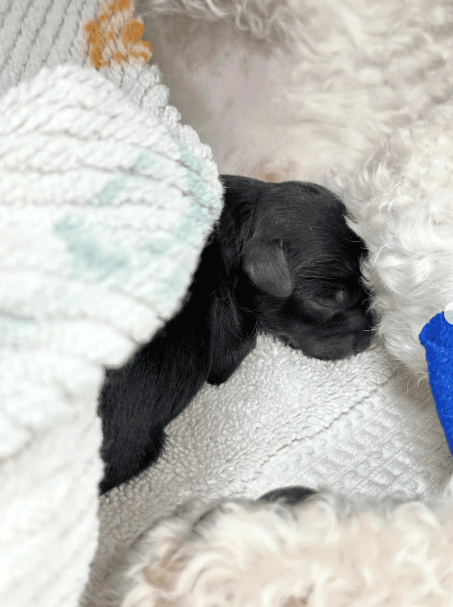 Emergency C-Section – Lola