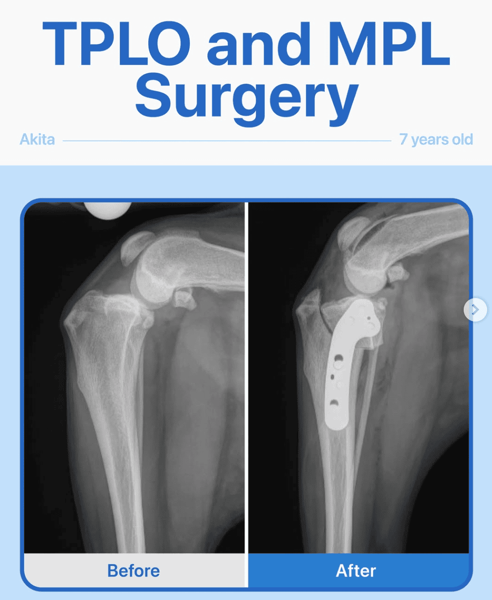 TPLO & MPL Surgery – Akita